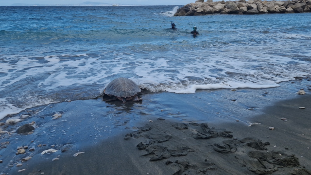 Liberate 3 tartarughe nell'A.M.P. "Punta Campanella"